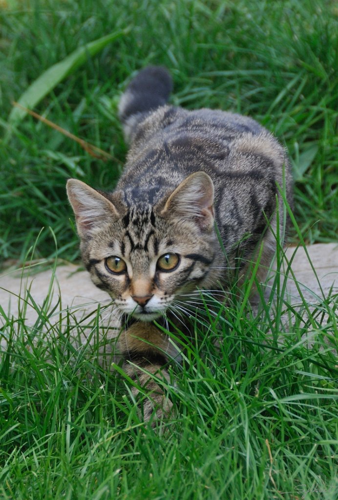 _SL11091m.jpg - Charrette