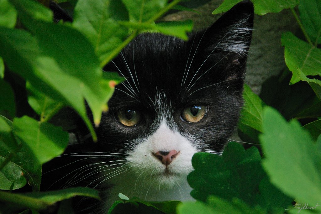 _SL11097m.jpg - Dust