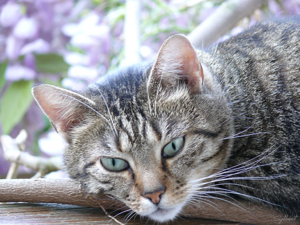 P1010631.JPG - Tigrounette