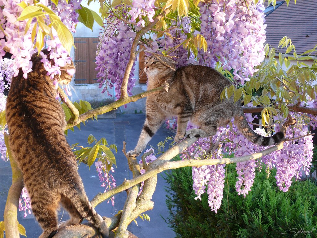 P1010594.JPG - Combat de tigresses