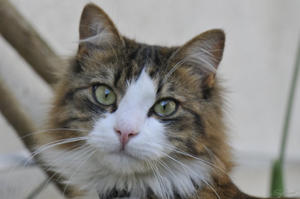 _SYL0432.JPG - Ulysse