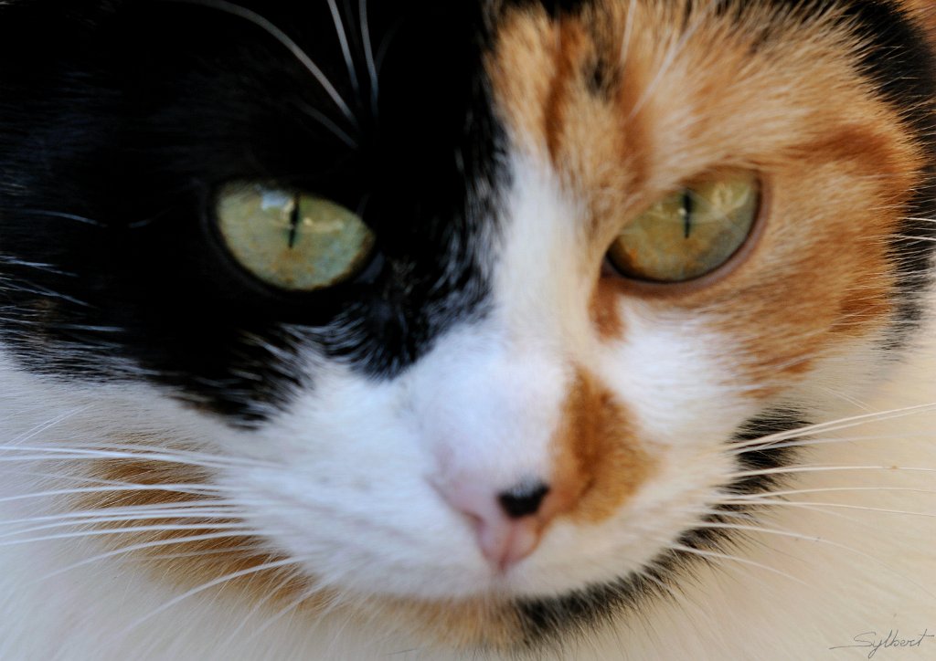 _SYL2366m.jpg - Mimine la maman de doudou