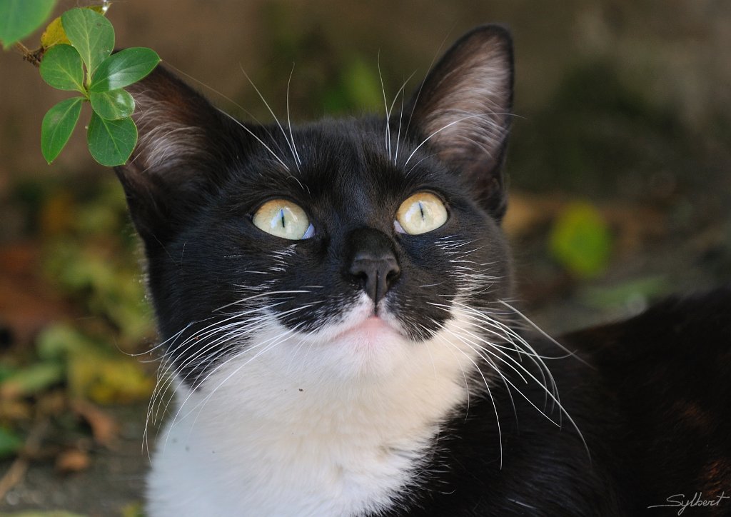 _SYL2369m.jpg - Doudou