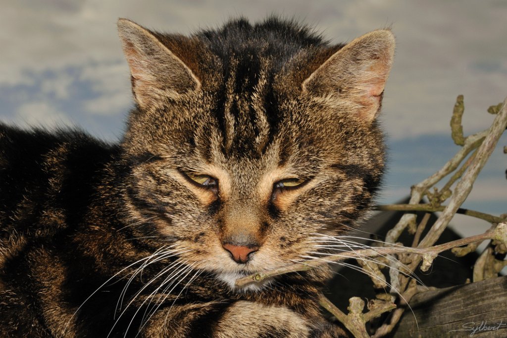 _SYL2746r.jpg - Moustic