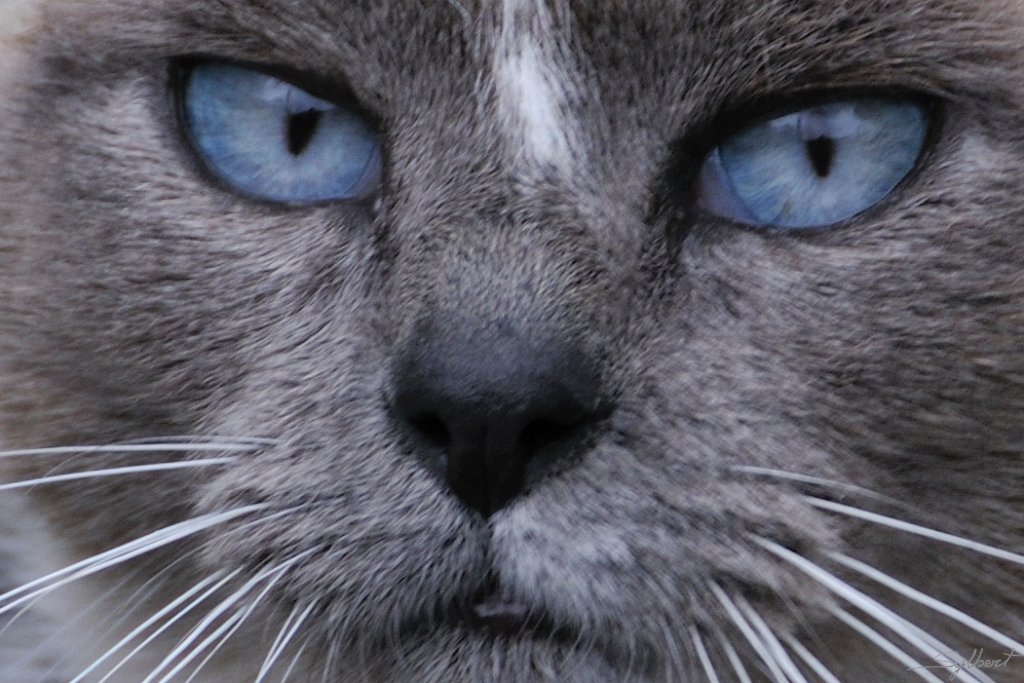 _SYL6543m.jpg - Le chat du lac de Payolle, mais qui est -il ?