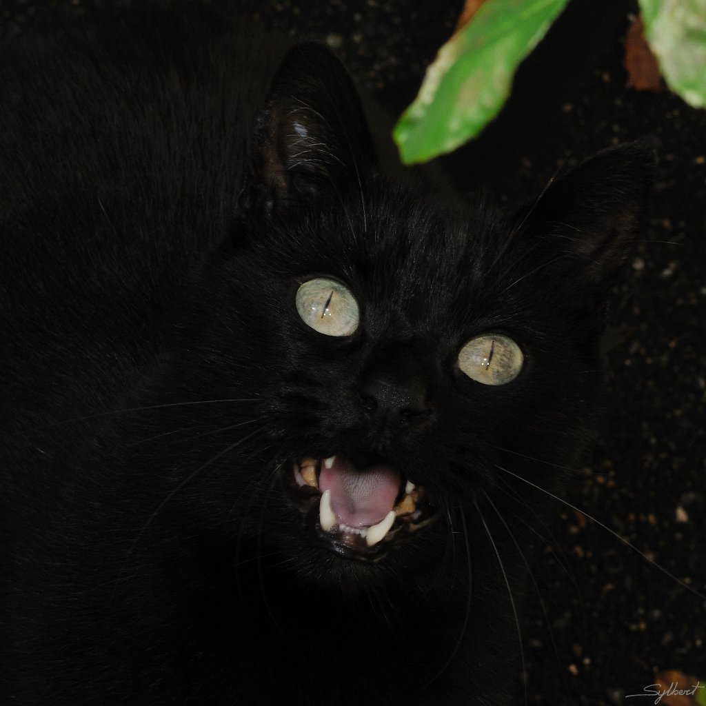 _SYL7382.jpg - Satanas