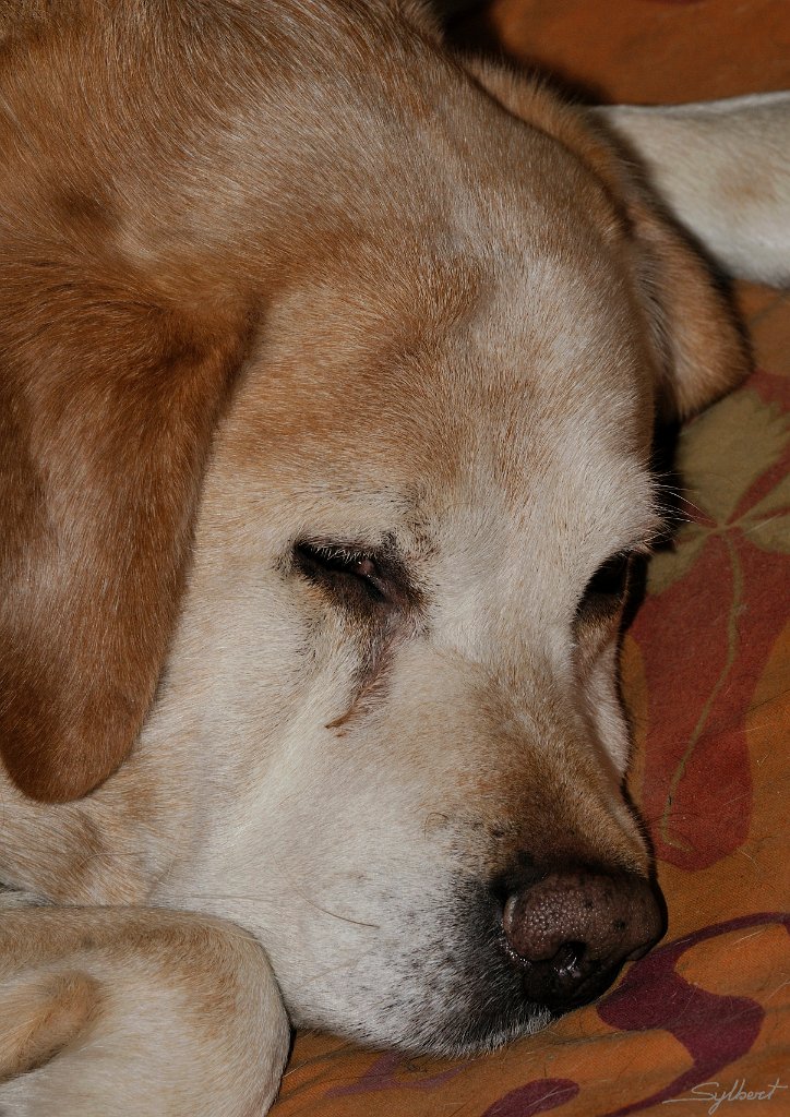 _SYL9668.jpg - Oscar