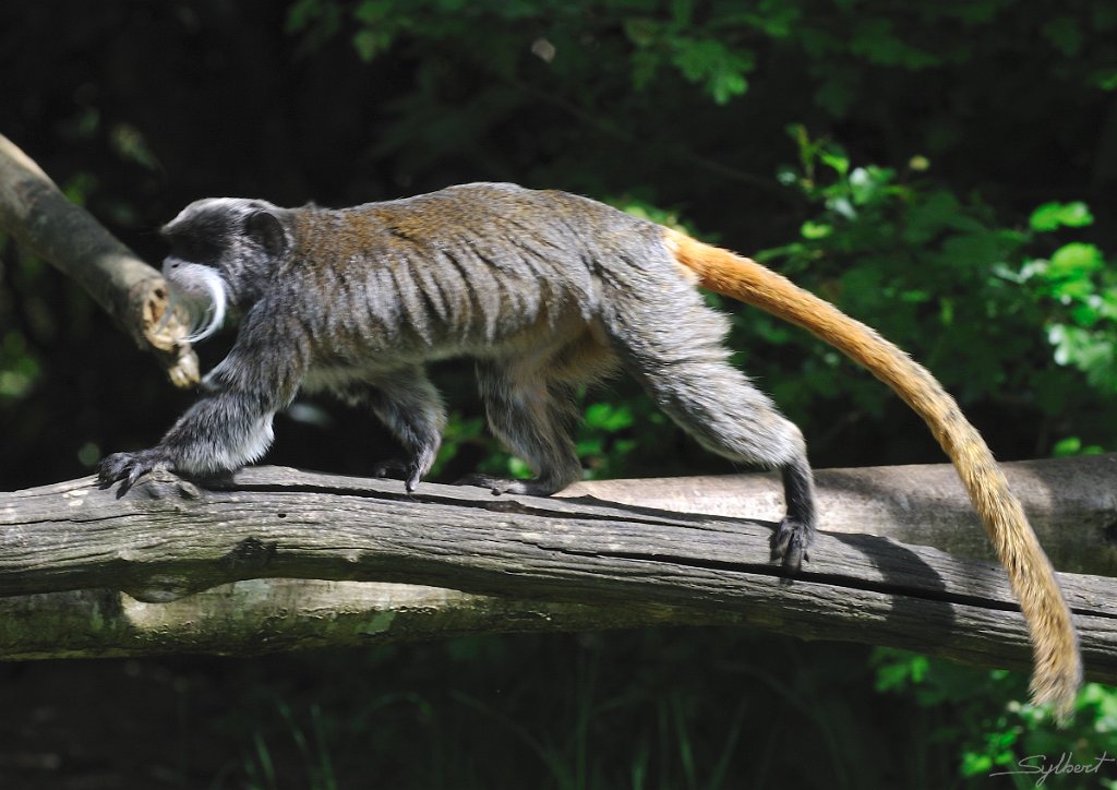 _SL16718m.jpg - Tamarin empereur