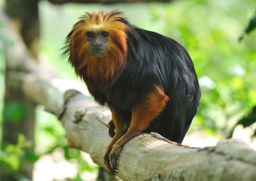 _SL17023m.jpg - Tamarin lion à tête dorée