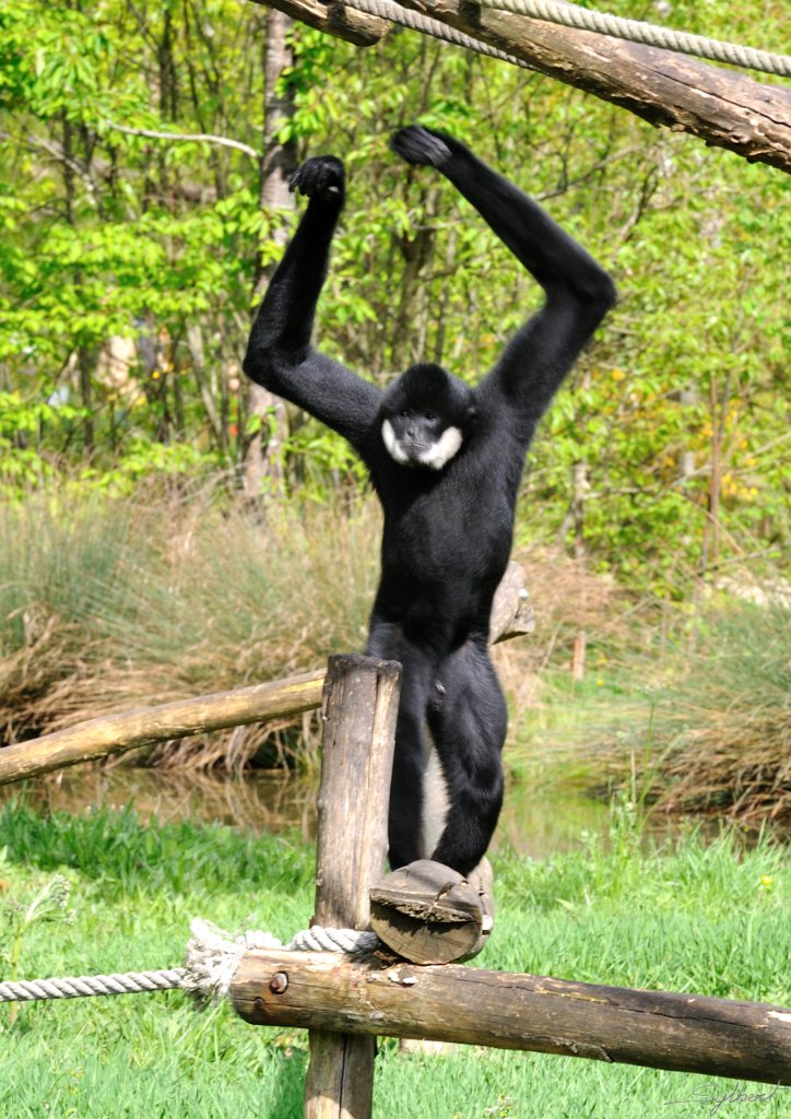 _SL17035m.jpg - Gibbon à favoris blancs