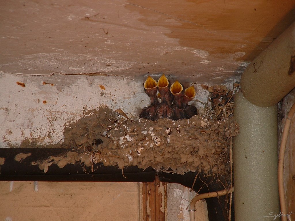 DSCF0013.JPG - A la maison,petit nid d'hirondelles