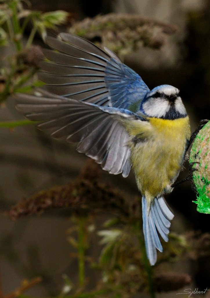 _SYL1886m.jpg - Comme ça, c'est bon pour la photo ?
