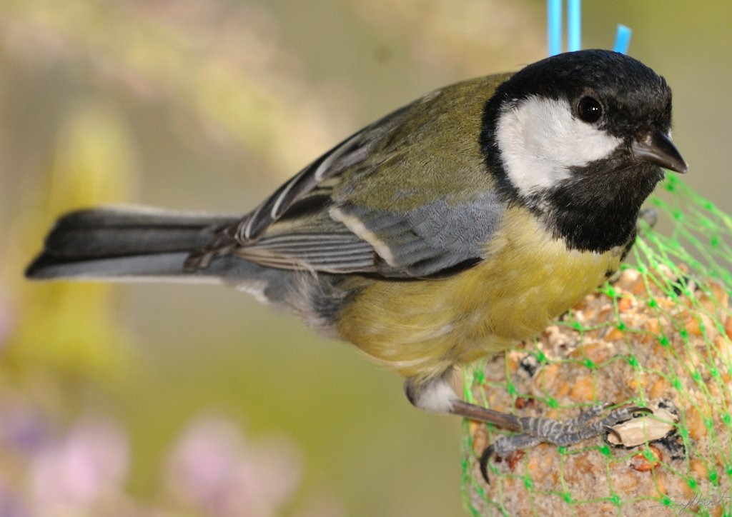 _SYL2308m.jpg - Mésange charbonnière