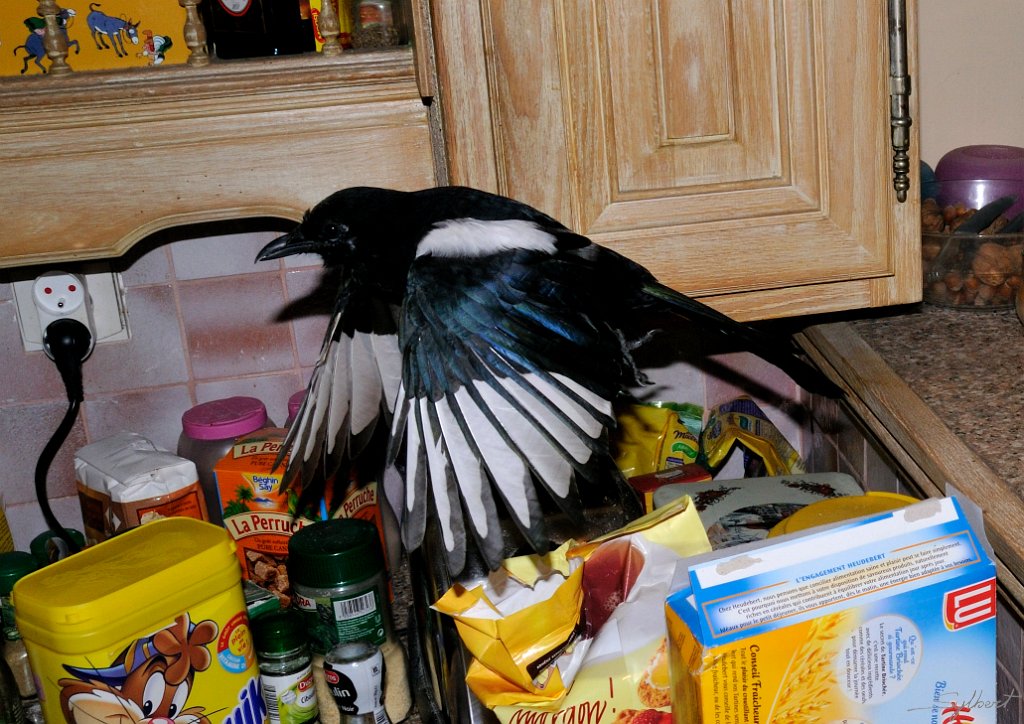 _SYL7523m2.jpg - Visite imprévue