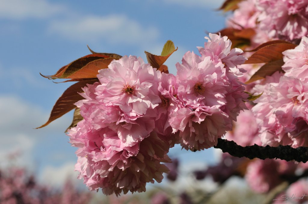 _SYL1914m.jpg - Fleur de cerisier Japonais