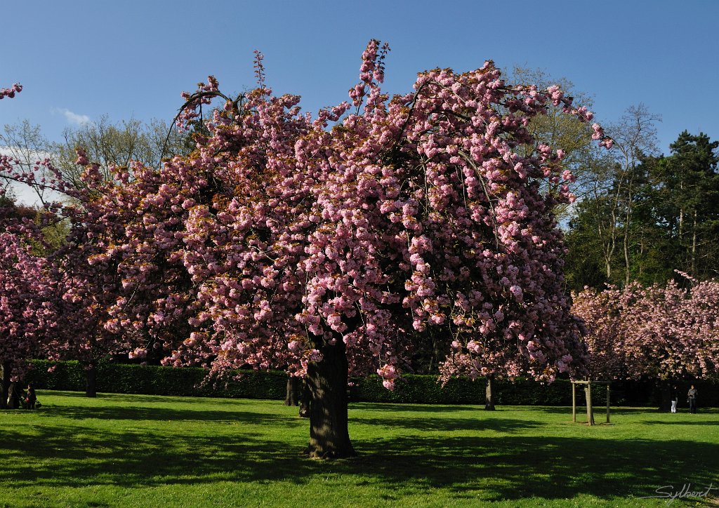 _SYL1927m.jpg - Cerisier Japonais - Parc de Sceaux