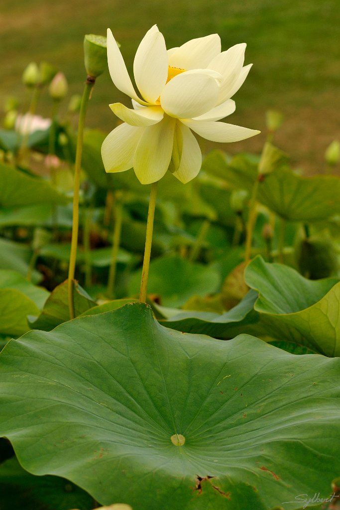_SYL3825m.jpg - Auutre variété de Lotus Parc Floral de Vincennes