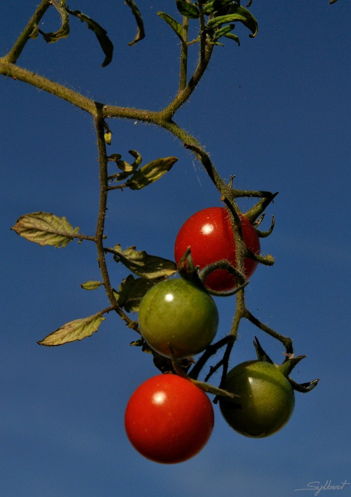 _SYL7624.jpg - Dernières tomates de l'année