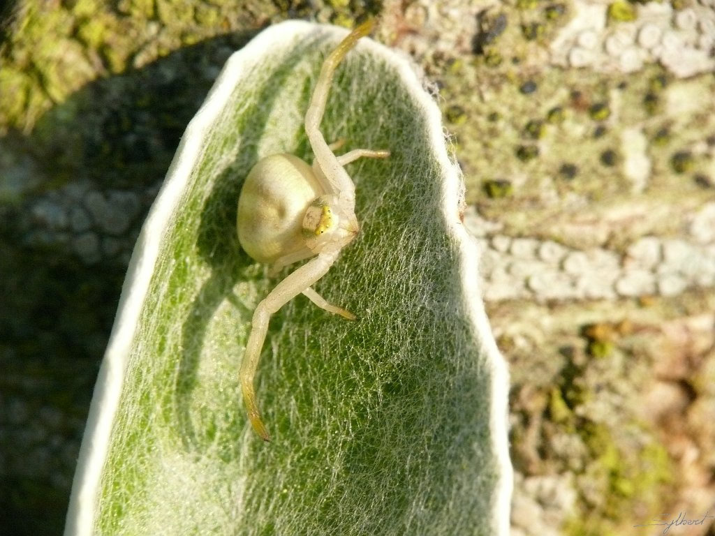 P1010099.JPG - Araignée crabe du jardin