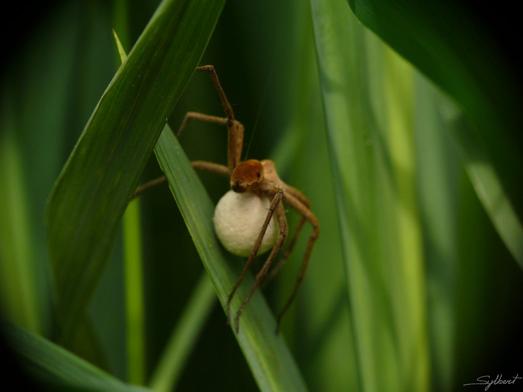 P1020175.JPG - Pisaura mirabilis de Saint Michel sur Orge