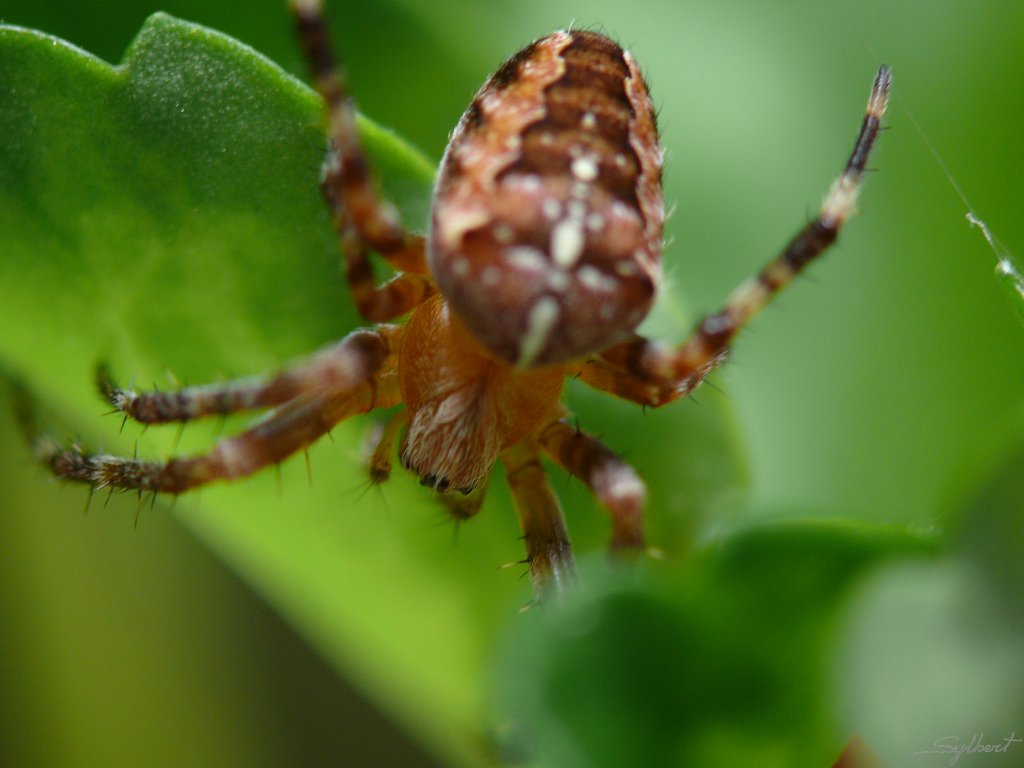 P1060865.JPG - Epeire du jardin