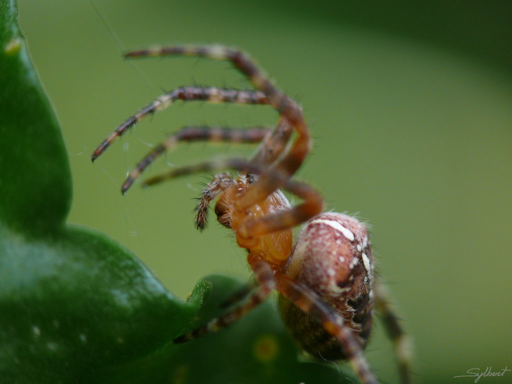 P1060869.JPG - Epeire du jardin