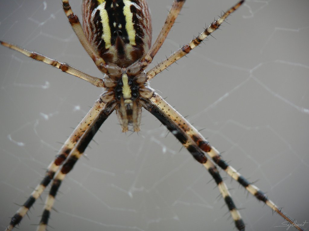 P1080992.JPG - Argiope fasciée (Femelle)