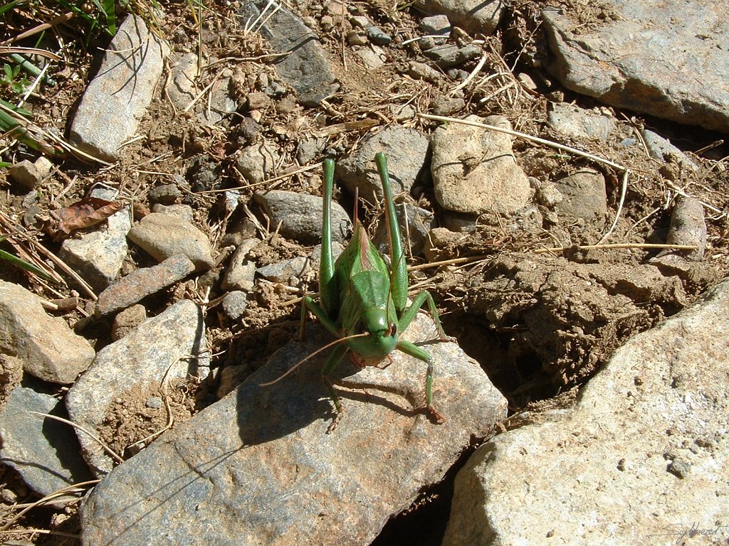 DSCF0015.JPG - Sauterelle de l'Ourrec