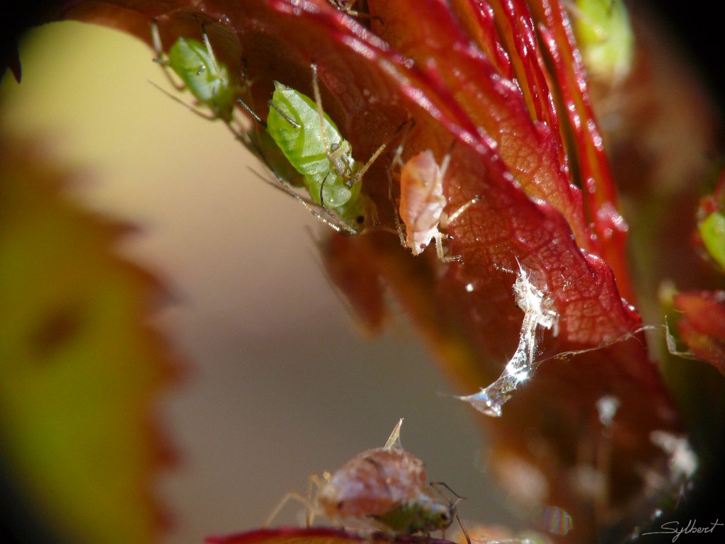 P1000608.JPG - Pucerons du  jardin