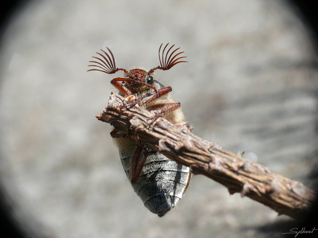 P1010655.JPG - Hanneton des Gorges de Franchard Fontainebleau