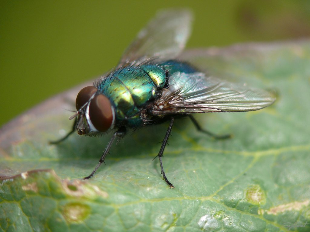P1040019.JPG - Mouche verte du jardin