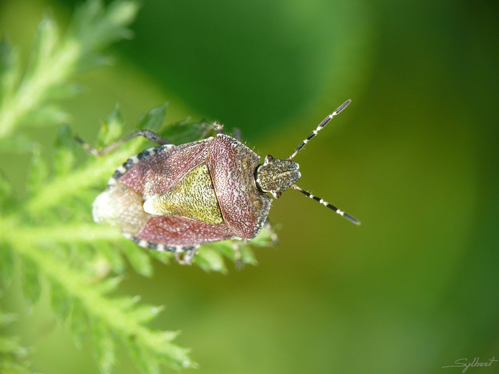 P1040340.JPG - Punaise du jardin