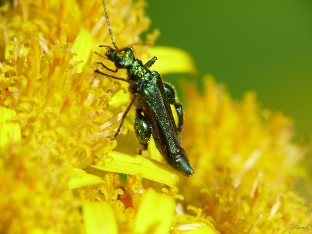 P1050924.JPG - Oedemera nobilis du jardin