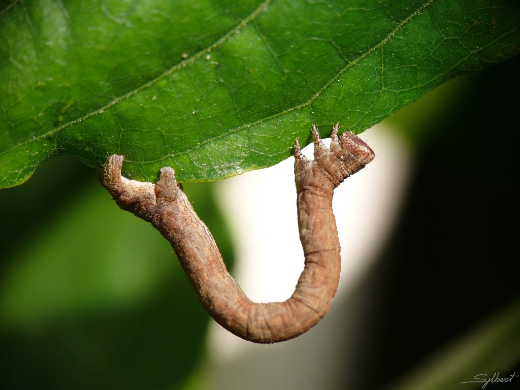 P1060440.JPG - Chenille arpenteuse du jardin