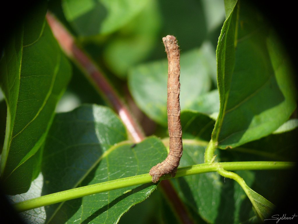 P1060452.JPG - Chenille arpenteuse du jardin