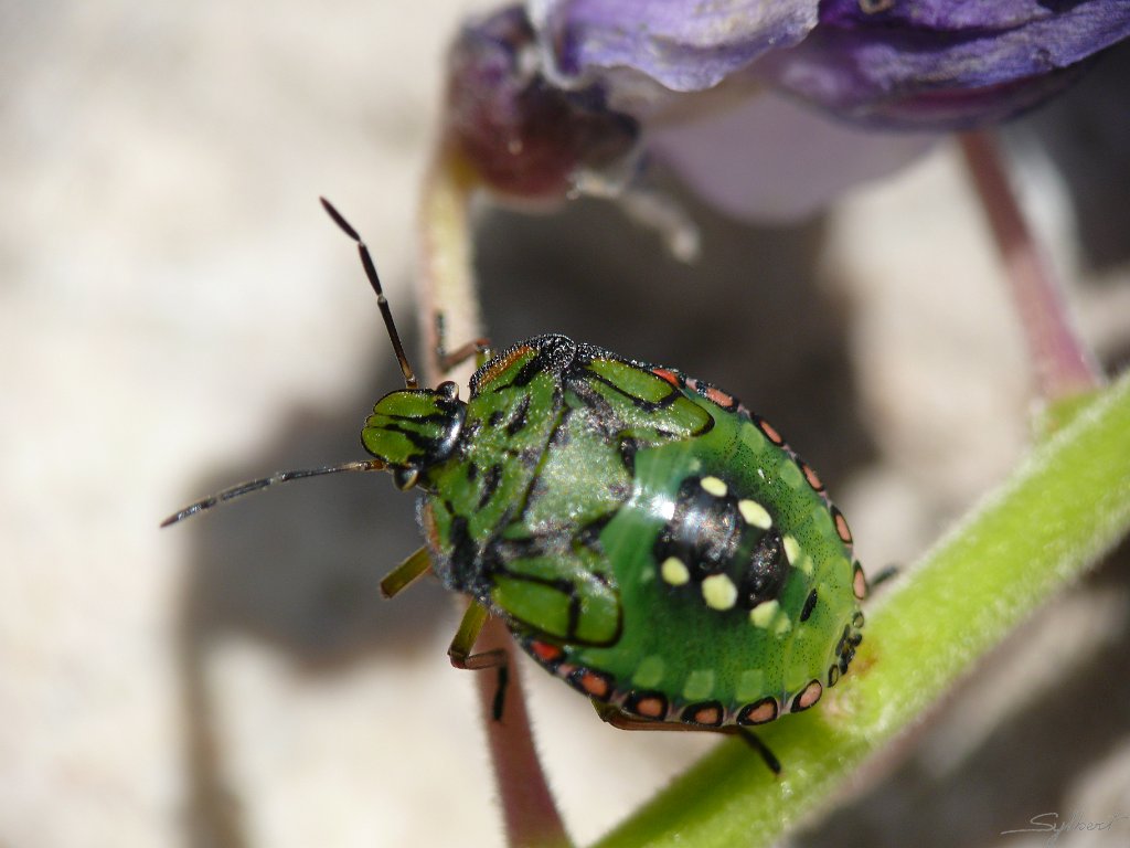 P1060826.JPG - Punaise du jardin