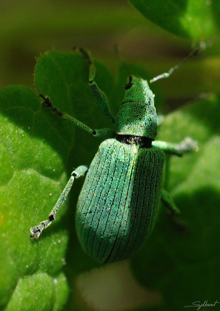 _SYL3713m.jpg - Charançons