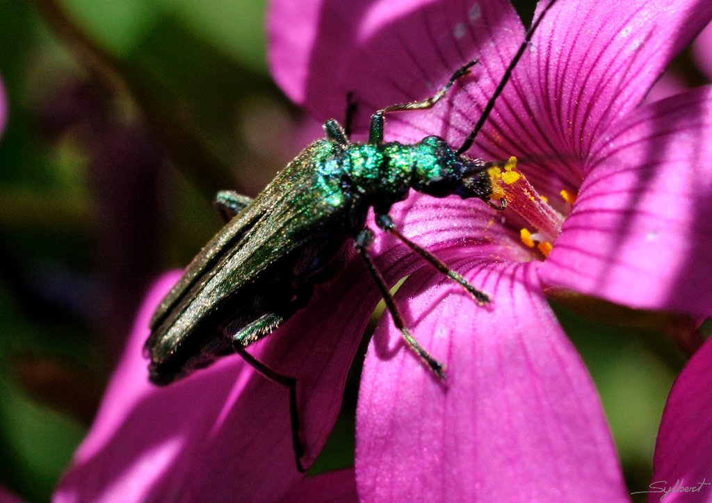 _SYL3741m.jpg - Oedéméride