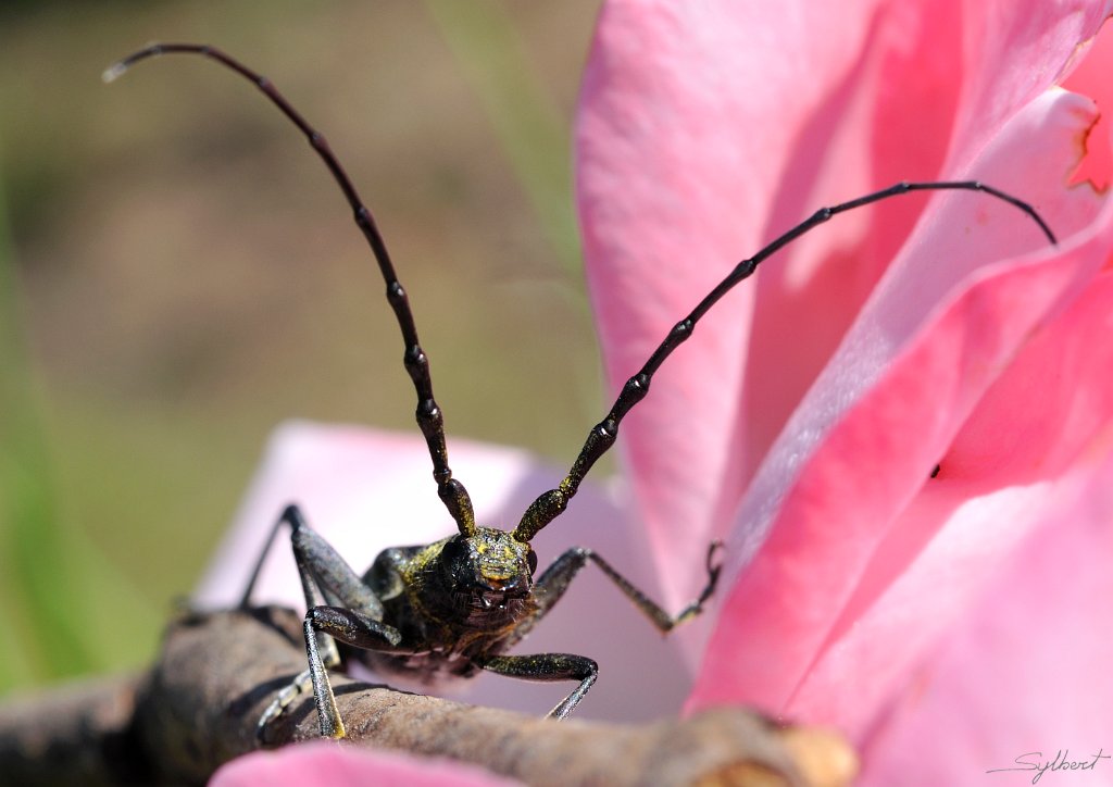 _SYL4112.jpg - Longicornes