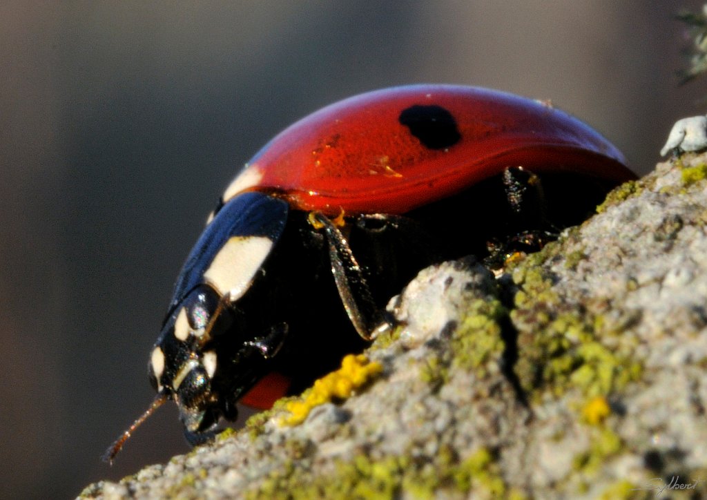_SYL9609.jpg - Un petit bain de soleil malgré le froid