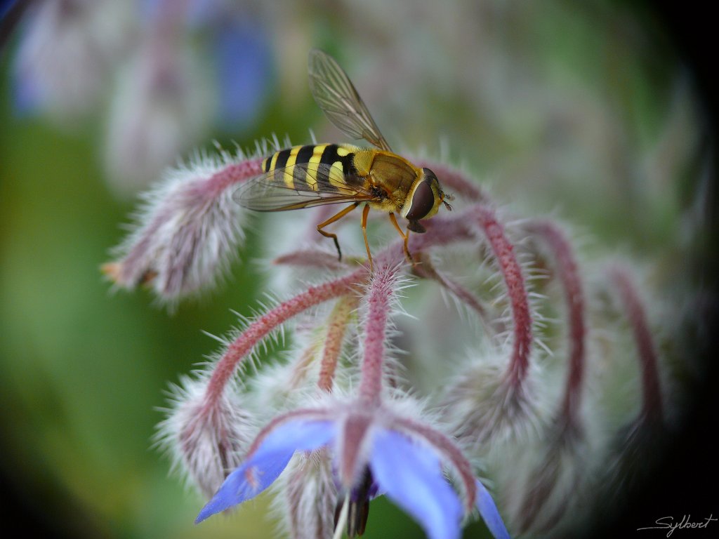 P1040163.JPG - Syrphe du jardin
