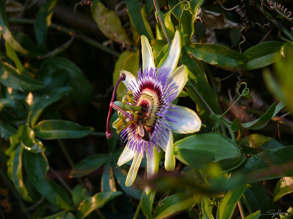 P1070391.JPG - Et le miracle se réalisa, le mariage de la fleur et de l'insecte.
