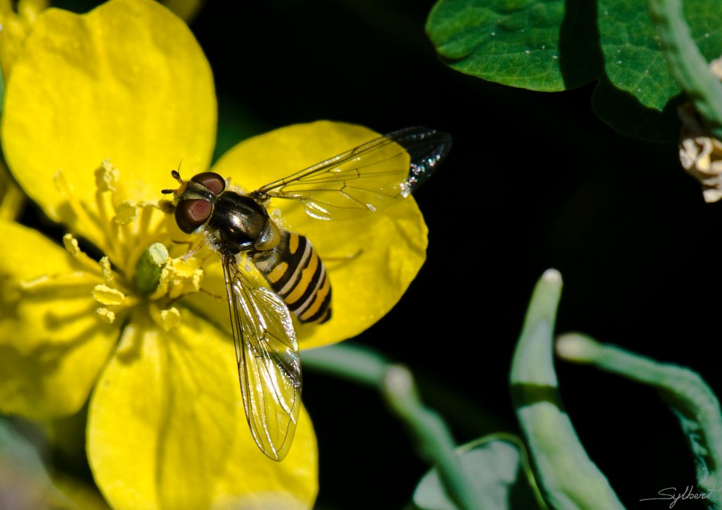 _GIL3137m_5.JPG - Syrphe butinant