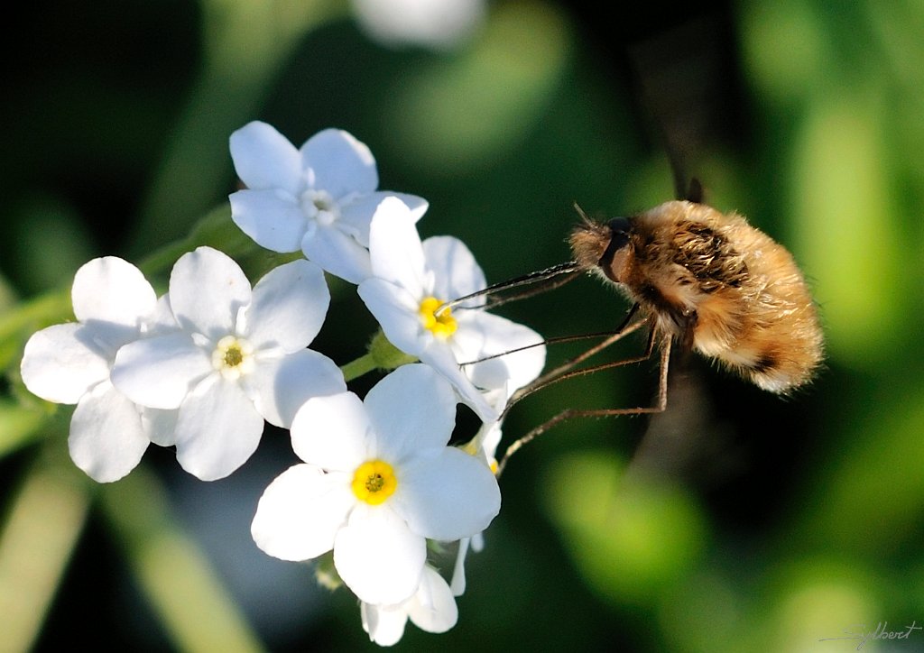 _SYL2036m.jpg - Bombyle