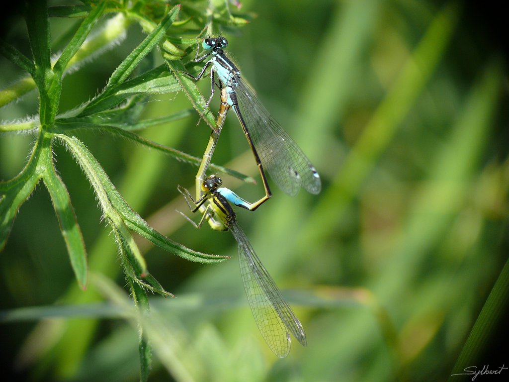 P1020156.JPG - Libellules de Saint Michel sur Orge