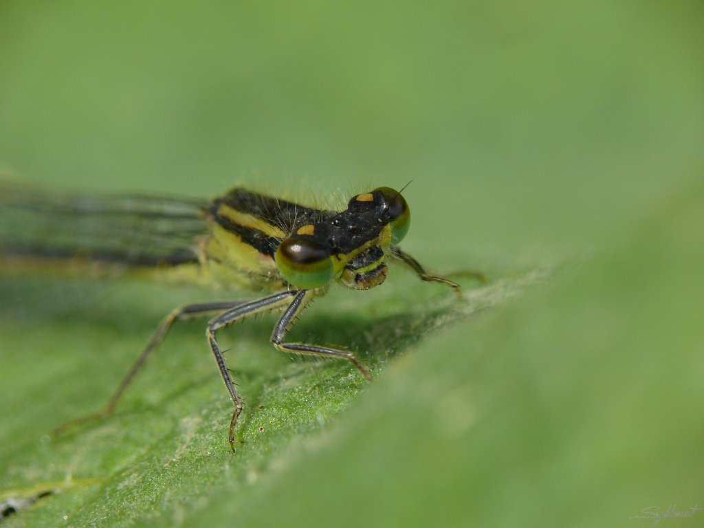 P1020194.JPG - Libellule de Saint Michel sur Orge