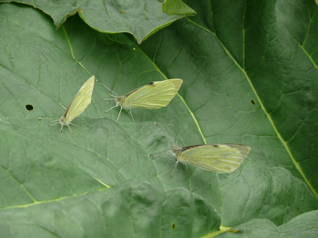 P1050941.JPG - Trio de piérides du jardin