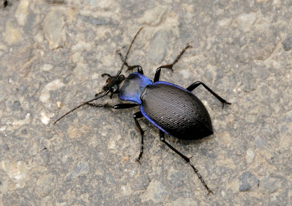 _SYL6168m.jpg - Carabus problematicus