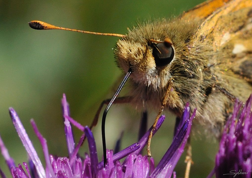 _SYL5758m.jpg - Joli regard