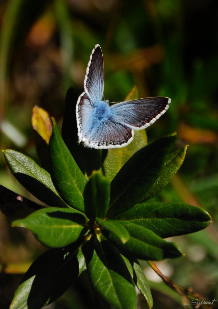 _SYL5846m.jpg - Bleu nacré